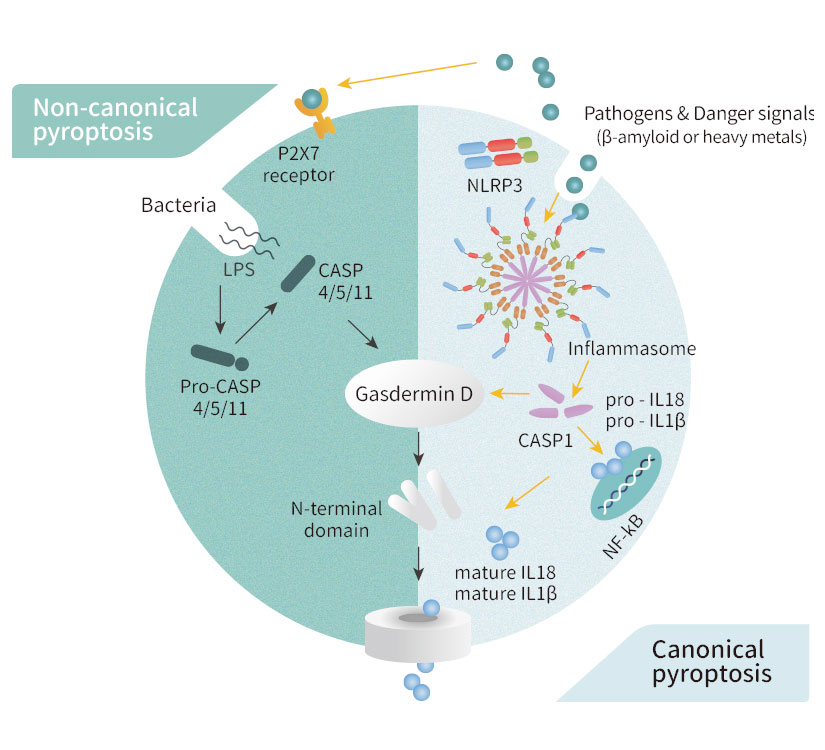 Pyroptosis